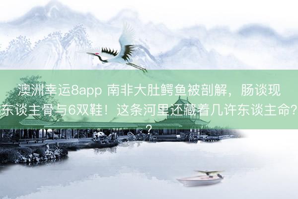 澳洲幸运8app 南非大肚鳄鱼被剖解，<a href=